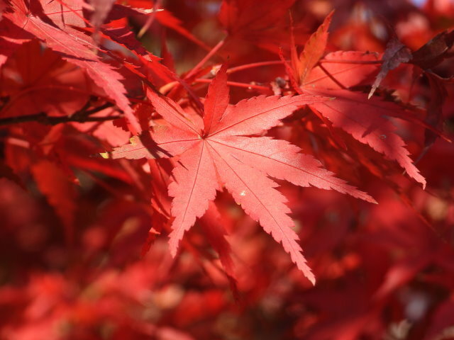 201117紅葉・四季の郷公園 (4).JPG