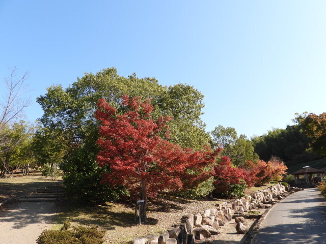 201117紅葉・四季の郷公園 (5).JPG